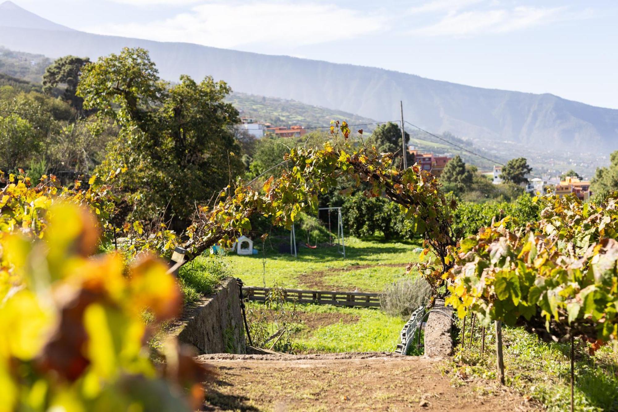 Ek Teide Finca El Milagro ラ・オロタバ エクステリア 写真
